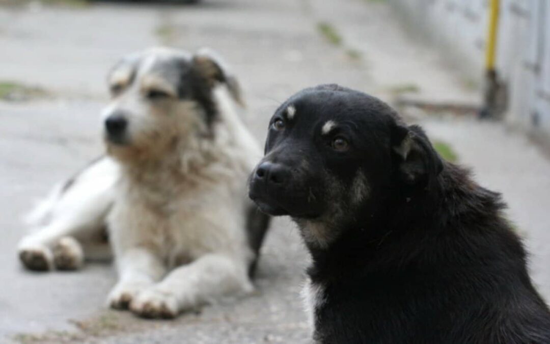 Proiect de hotărâre privind infiinţarea şi delegarea de gestiune prin licitaţie a Serviciului de gestionare a câinilor fără stăpân, în cadrul comunei Scurtu Mare, judeţul Teleorman.